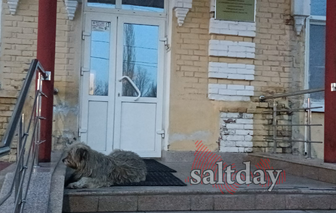 В Соль-Илецке больше не будут возвращать отловленных собак на прежние места